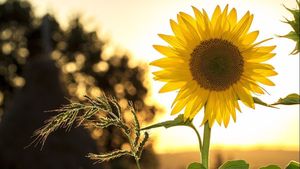 Benefits of Sunflower Seeds for Body Health
