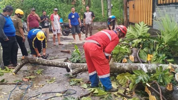 Trees And Billboards In Sleman Fall Due To Strong Winds