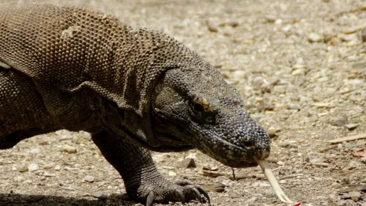 Because Tariffs Rise To IDR 3.7 Million, Tourists Strike Up To Tourists Canceling Their Trip To Komodo National Park