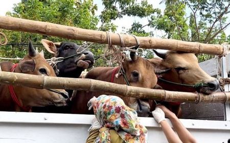 330 Sapi Bali Dibawa ke Jakarta, Sisa 5 Ekor