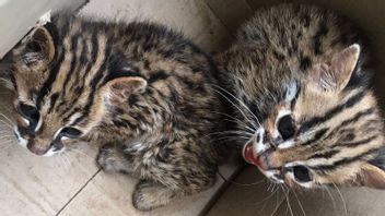 Warga Medan Serahkan Kucing Kuwuk ke BBKSDA Sumut