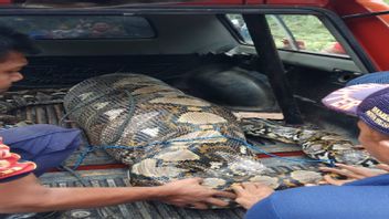 Pythons 7 Meter 'Puffy' After Season Cattle, Moving To Forest Aceh Besar