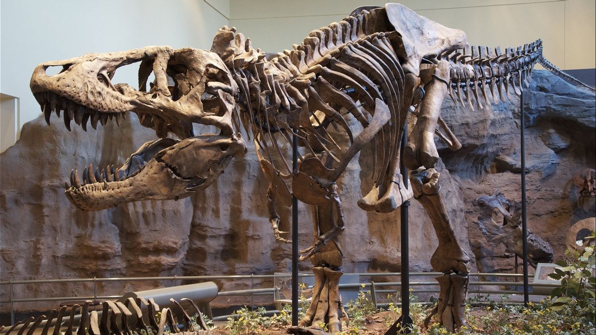 Not Just 'Rex', Scientists Propose Tyranosaurus Has Three Species