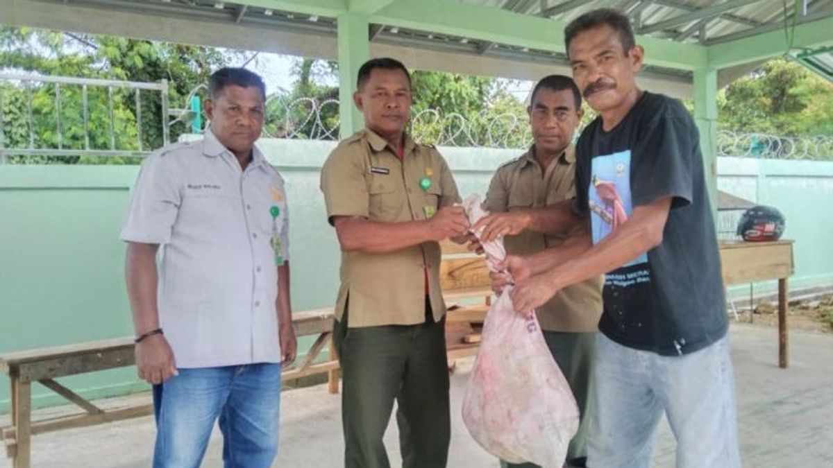 Selain Dilindungi, BKSDA Minta Warga Maluku Tak Bunuh Ular karena Pengendali Alami dari Hama Tikus