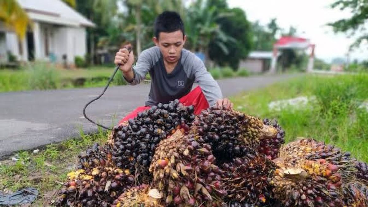 Aturan Perundangan Sawit Direkomendasi untuk Disederhanakan