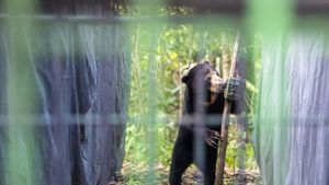 BKSDA Riau Evakuasi Beruang Berkeliaran di Permukiman