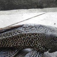 Populasi Kian Meresahkan, Pemprov DKI Perluas Operasi Perburuan Ikan Sapu-Sapu di Jakarta