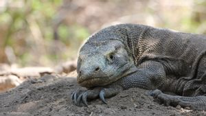 Jepang Kedatangan Komodo Jantan Taro Pekan Depan, Dipamerkan di Higashiyama Zoo and Botanical Gardens