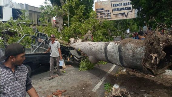 マタラムの住民は、雨が降るとランコ、ペジャンギク、セラパラン道路の赤い車線を避け、倒木になりやすい