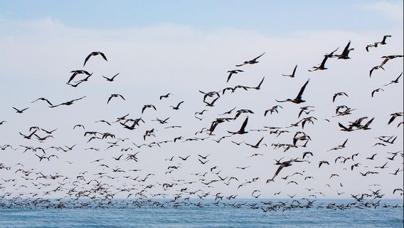 Study Reveals That 52 Percent Body Of Seabirds In The World Polluted With Plastic