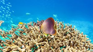 China Dukung UNESCO Memasukan Great Barrier Reef ke Daftar 'Dalam Bahaya'