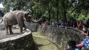 Masih Godok Wacana Ragunan Night, Pramono: Tak Semua Binatang Bisa Ditengok Malam Hari