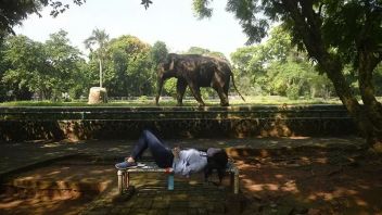 To Be Seen More, The Ragunan Wildlife Park BRINGs Komodo To Become A New Animal 2023