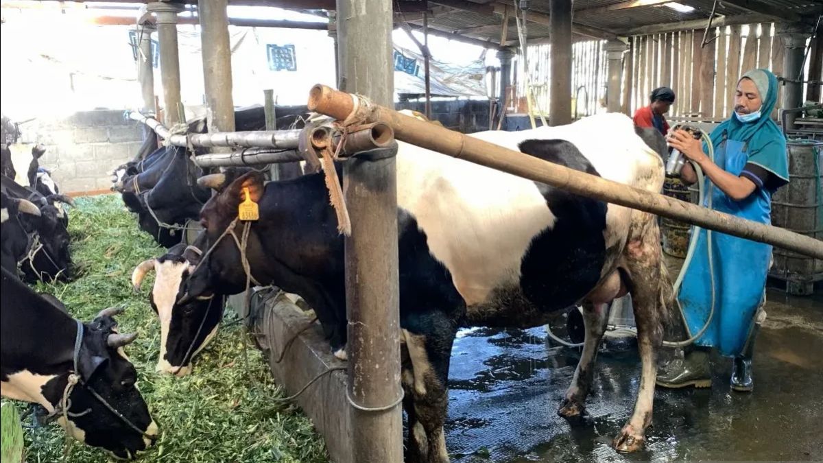起業家は、牛乳ニーズを満たすために乳牛を輸入するプラボウォの計画を承認する