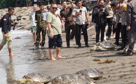 Belasan Penyu Selundupan di Jembrana Dilepaskan ke Laut