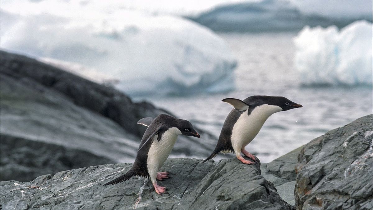 Des scientifiques enquêtent sur la grippe aviaire, la mort de milliers de Penguins en Antarctique