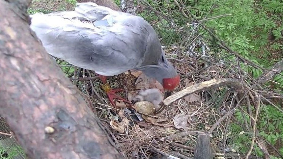 D’abord En 42 Ans, Les œufs D’oiseaux Ibis à Crête éclos à L’état Sauvage