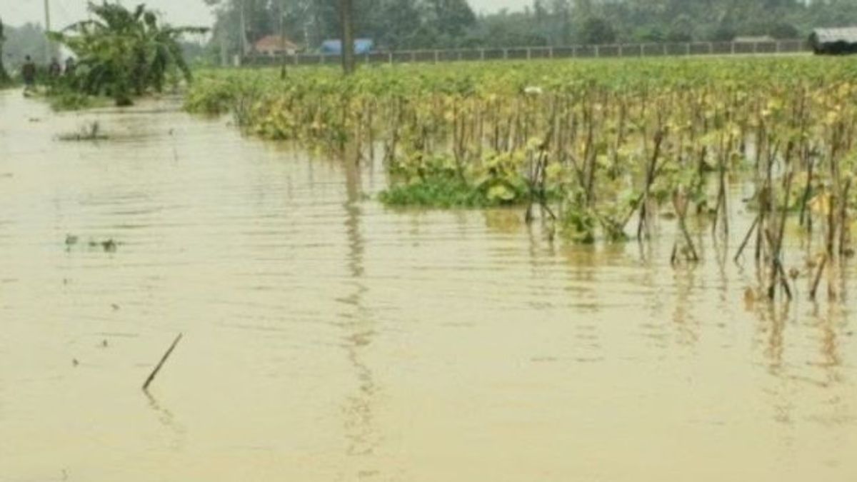 Terendam Banjir, Ribuan Hektar Sawah di Karawang Diprediksi Gagal Panen
