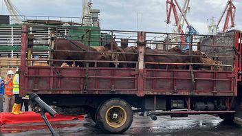 美国 - 以色列与伊朗的战争是否会使牛肉价格上涨？这是Dharma Jaya首席执行官的话