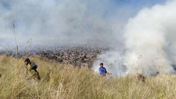 BPBD Probolinggo Terjunkan Puluhan Personel Padamkan Kebakaran Bukit Teletubbies Bromo Gara-gara Flare Prewedding