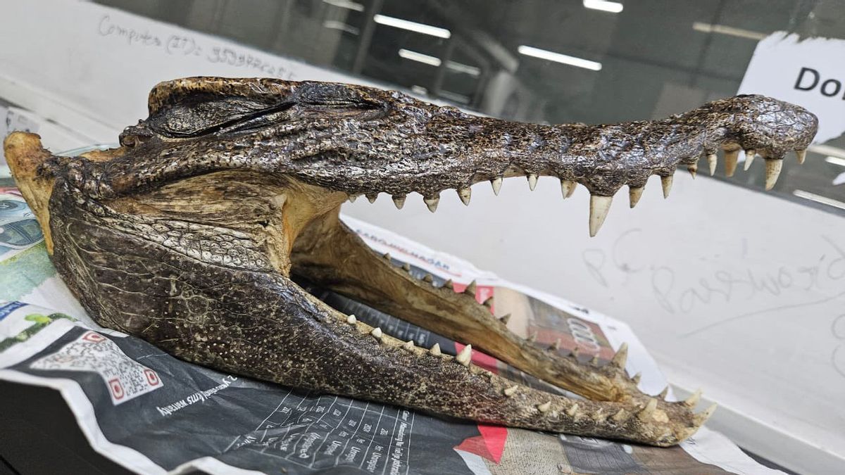 カナダ人観光客のスーツケースに保管されているワニの頭蓋骨を確保する空港当局