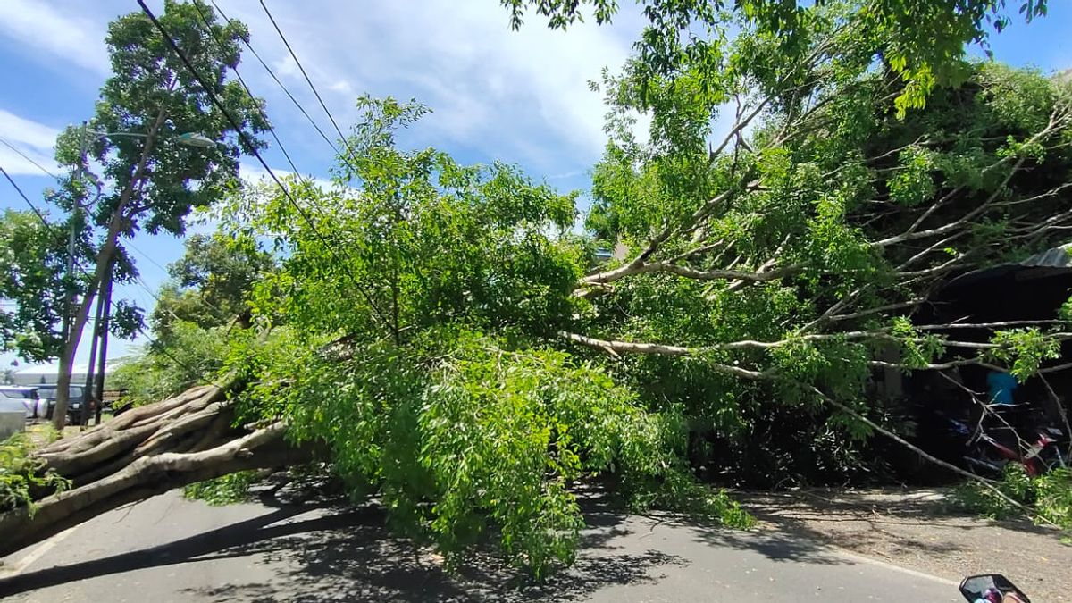 班尤旺吉被强风袭击，树木倒下