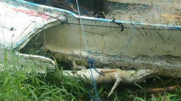 Crocodile Apparu Dans Tukad Sangsang Gianyar Trouvé Mort