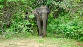 Mengenal Hutan Konservasi: Fungsi, Jenis, dan Contohnya di Nusantara
