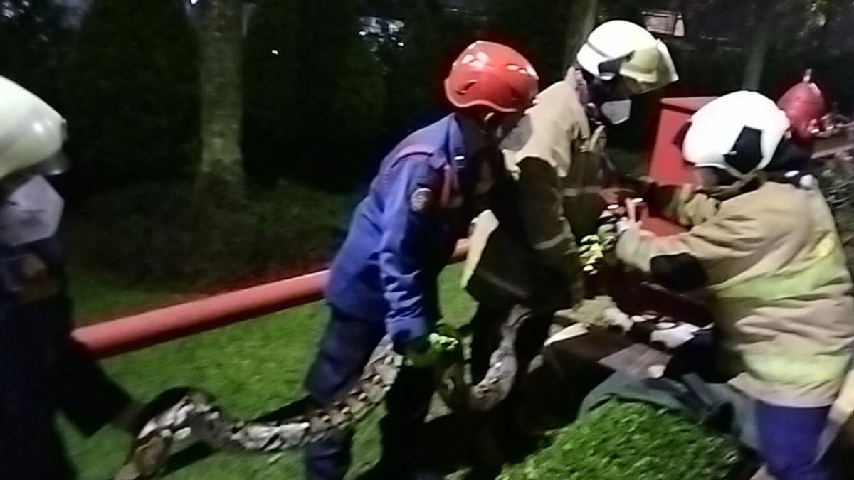 Dua Hari Berturut-turut, Ular Sanca Sepanjang 3 Meter Berhasil Ditangkap Petugas Pemadam