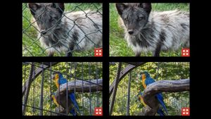 AI Google Photos Akhirnya Bisa Hilangkan Pagar dari Foto