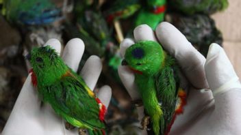 فشل BBKP سورابايا في تهريب آلاف الطيور من كاليمانتان