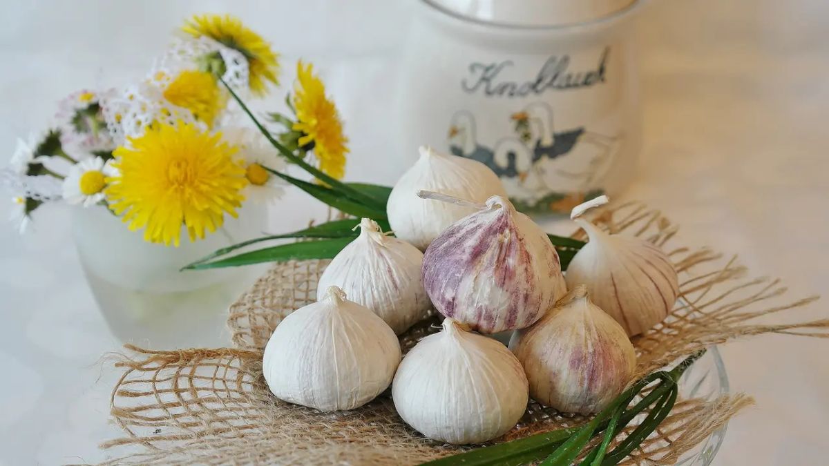 Single Garlic Benefits For Body Health, Complete By Processing It