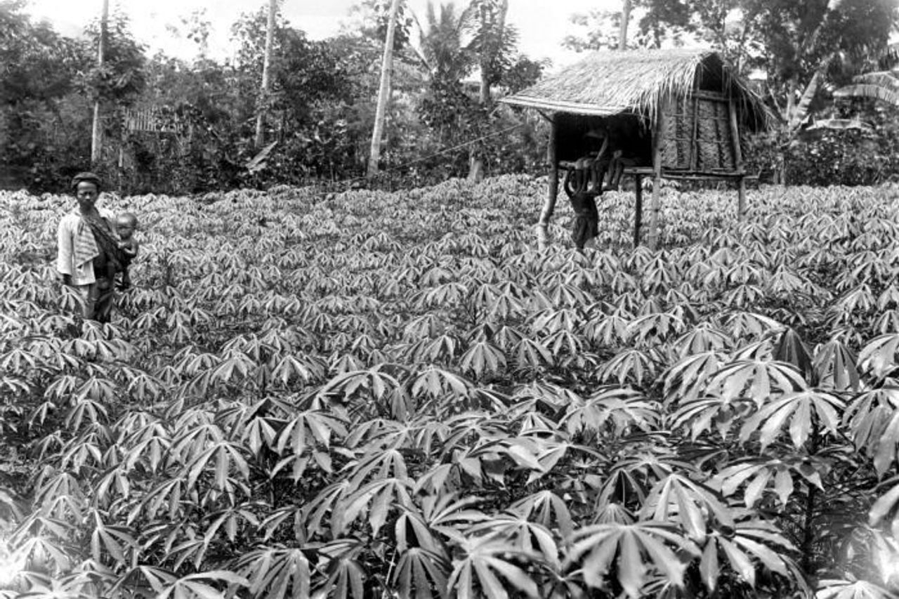 キャッサバを食べることで日本植民地時代の持続可能性を維持する