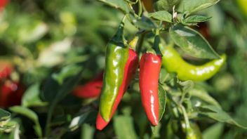 Often Considered Trivial! Here are the Mistakes of Planting Chili at Home that Make Beginners Always Fail