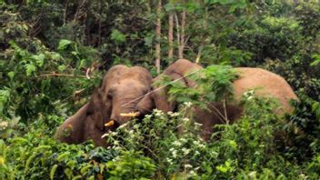 BKSDA:中央アチェの野生ゾウ紛争は保護森林地域にあります