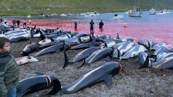 Tragis, 1.428 Lumba-lumba Disembelih dalam Semalam di Kepulauan Faroe