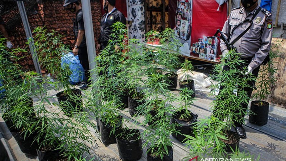 Director Of Narcotics Police Calls Marijuana In Indonesia Still Narcotics Category I