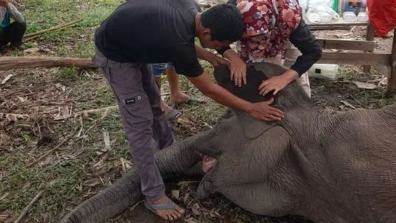 an, un éléphant dans le parc national Tesso Nilo Riau est mort