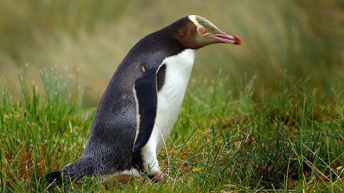 Le Penguin le plus rare du monde, Hoiho, remporte le meilleur oiseau de l'année