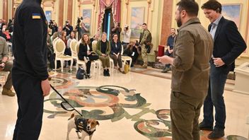 Patron, Anjing Ukraina Jenis Terrier Jack Russell yang Berhasil Lacak 200 Bom Milik Rusia