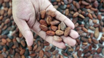 سعر مرجع بذور الكاكاو في مارس ارتفع بنسبة 24.18 في المئة
