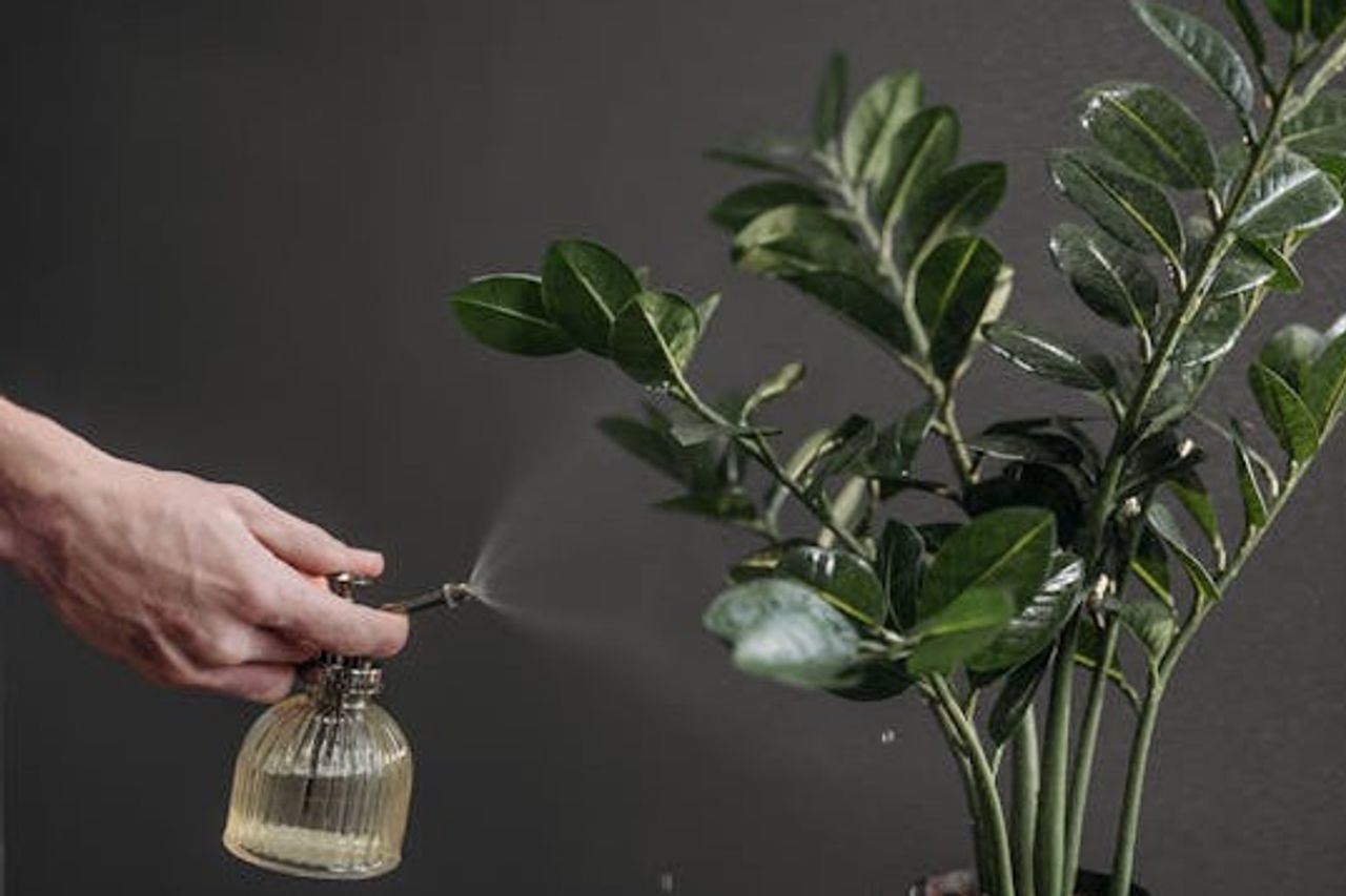 Engineering Caring For Dollar Plants Or ZZ Plants To Grow Fertile