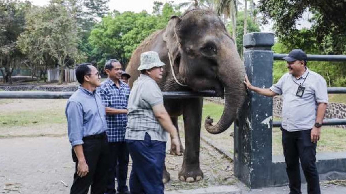 スマラン動物園 ボロブドゥール寺院観光公園から2つのスマトラ象の到着