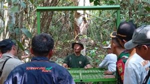 BKSDA Pasang Perangkap Harimau dengan Daging Sapi Sisaan