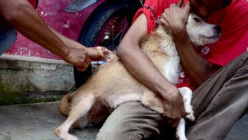 Routine Control, North Penajam Paser Supplied 800 Doses of Rabies Vaccine