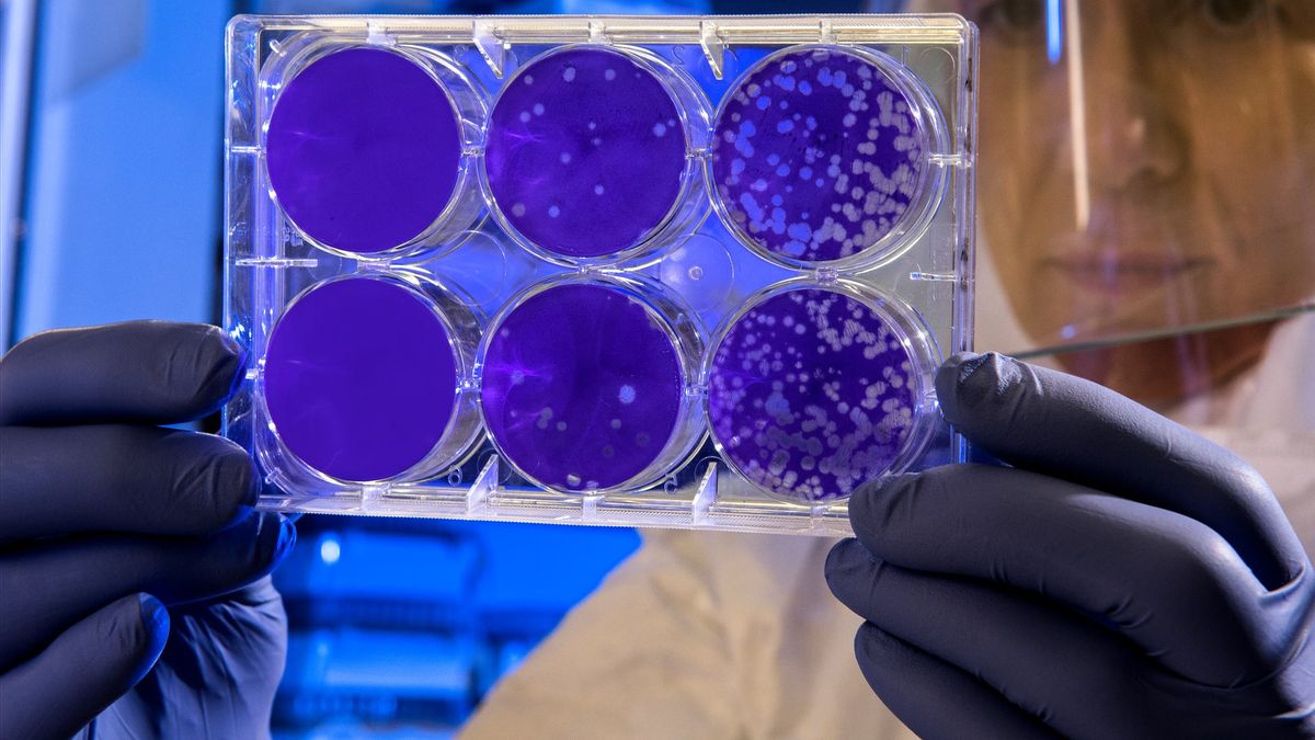 科学家发现新型猪流感病毒的大流行潜力