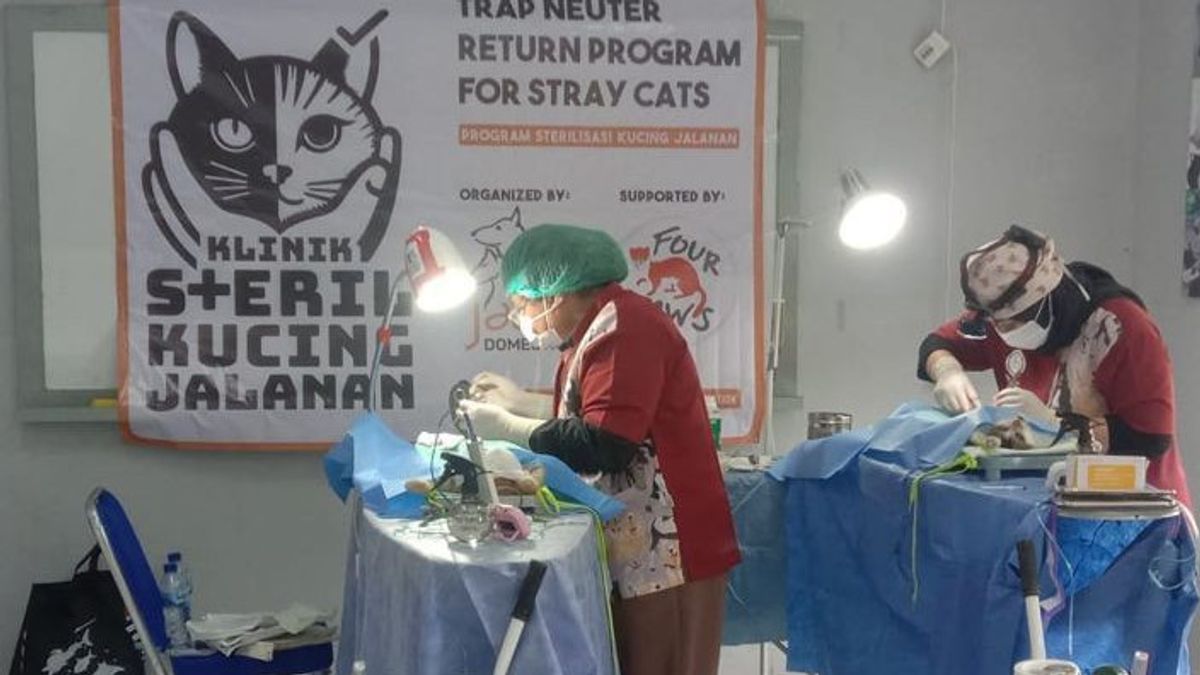 West Jakarta City Government Sterilized 1,061 Cats From January To August 2024