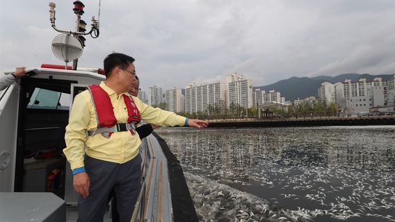 沿海水域满是死鲱鱼，昌原市政府进行调查