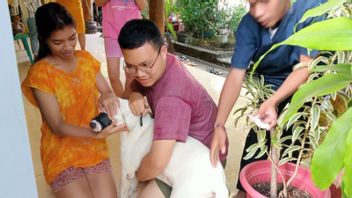 Kasus Gigitan Anjing Rabies di TTS NTT Capai 919 Orang, Nyaris Merata di 31 Kecamatan