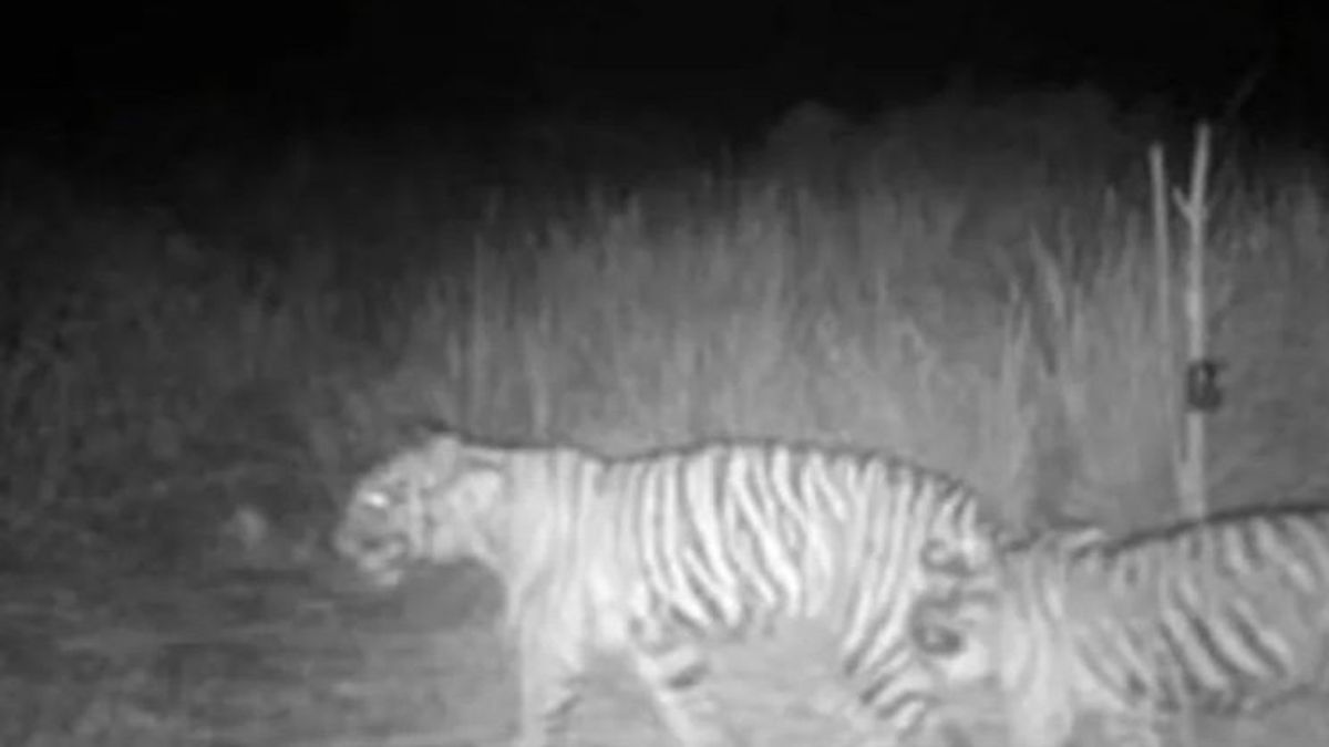 BKSDA Riau Pasang Kamera Pantau Harimau yang Serang Pekerja di Inhil